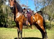 "PRINCE" Bay Gelding Tennessee Walker