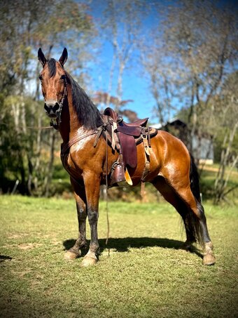 "PRINCE" Bay Gelding Tennessee Walker