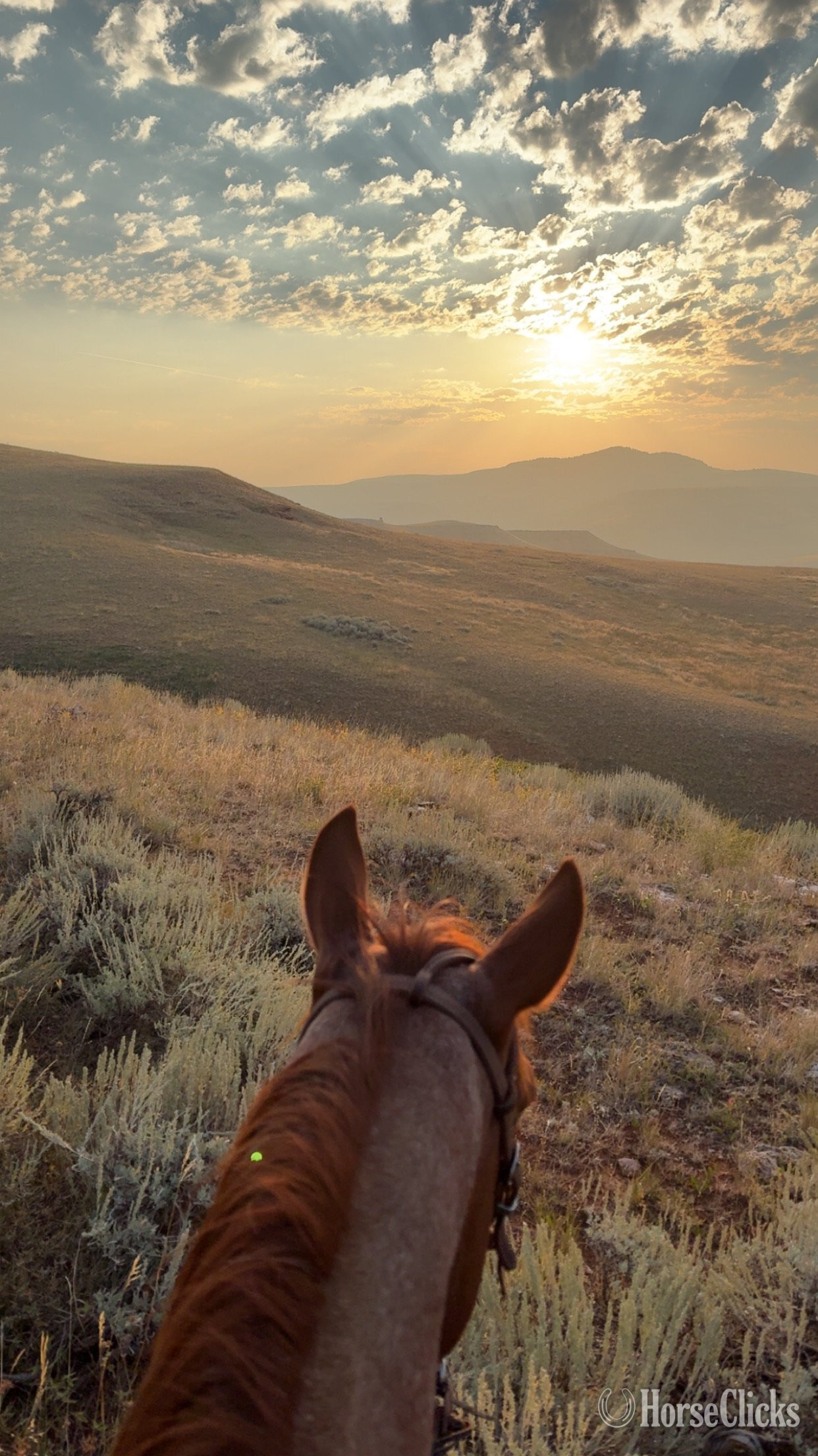 "Jake" Red Roan Gelding Quarter Horse - Quarter Horse