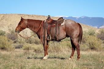 "Jake" Red Roan Gelding Quarter Horse