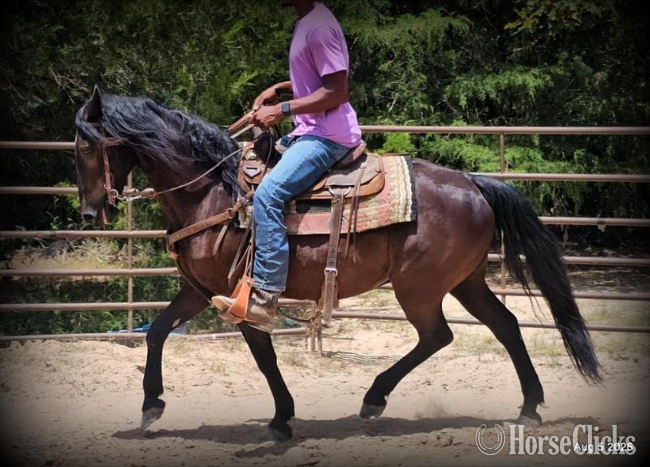 "Raven" Black Gelding Friesian in Texas