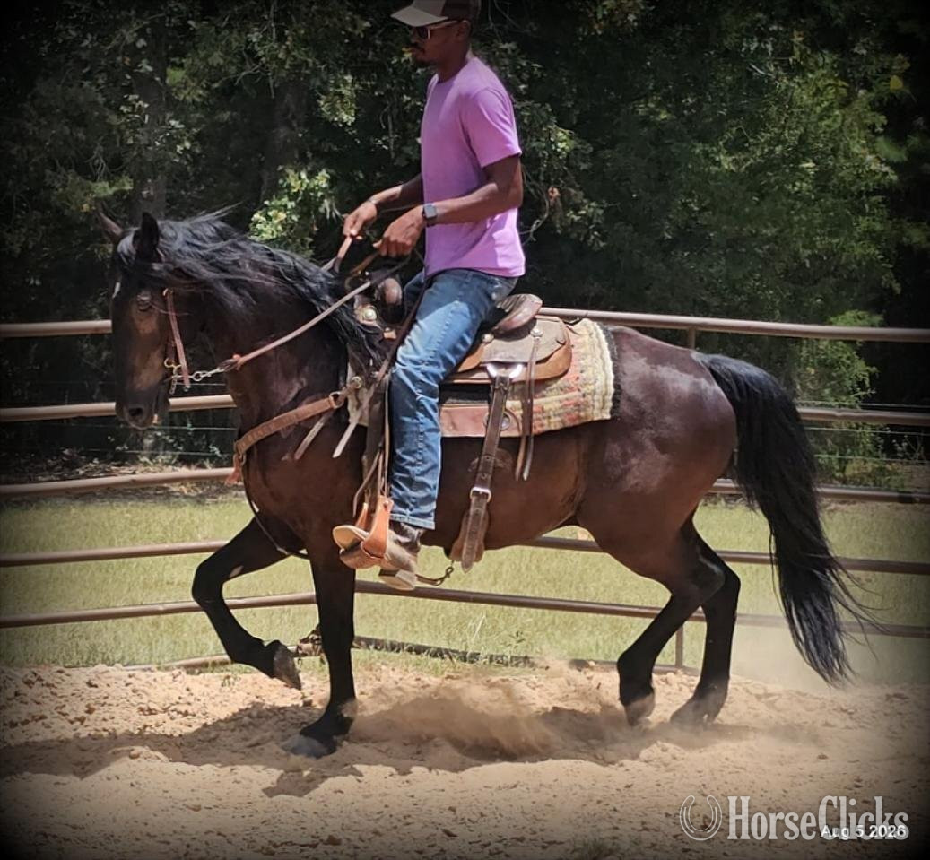"Raven" Black Gelding Friesian