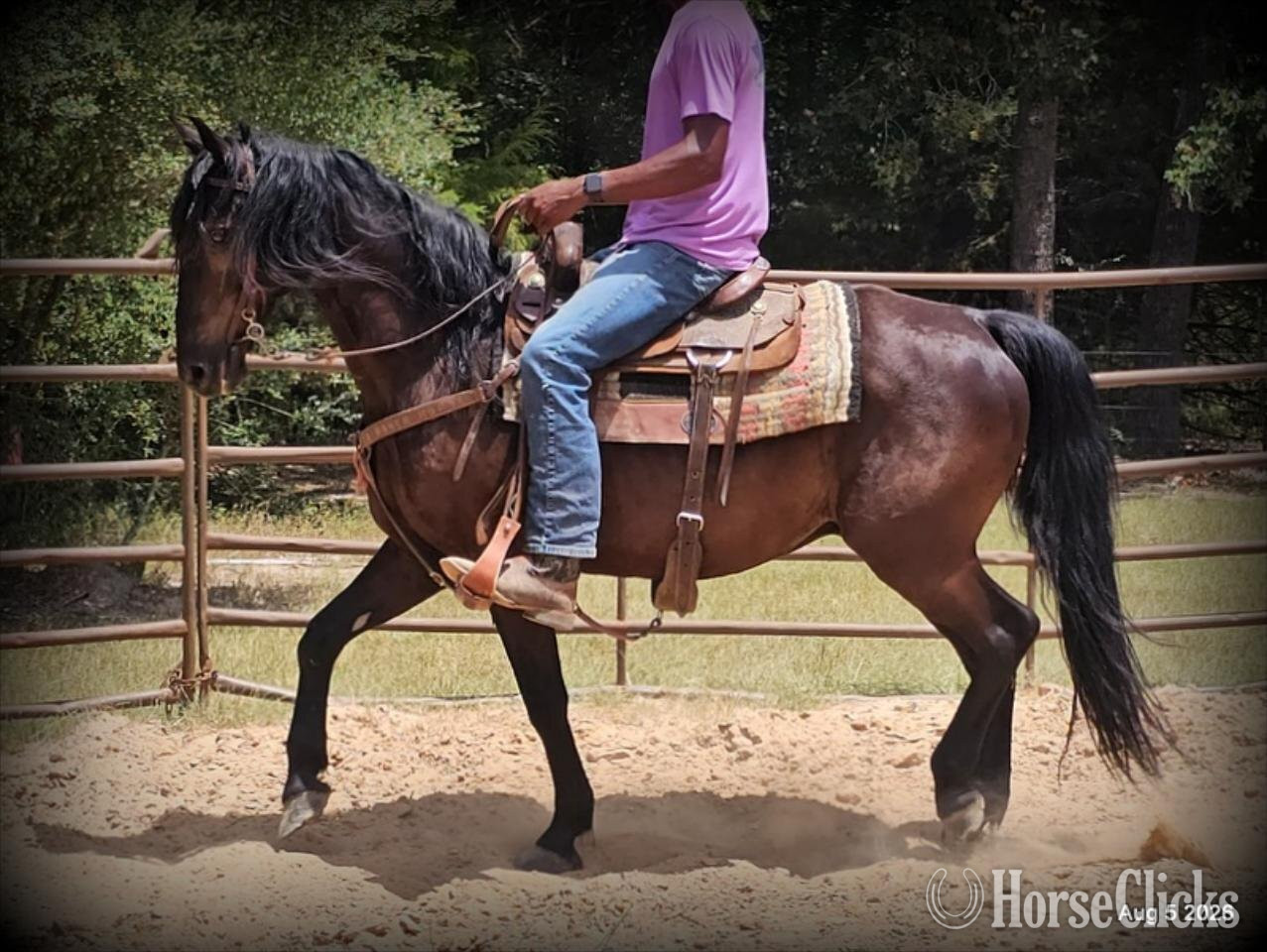 Texas "Raven" Black Gelding Friesian