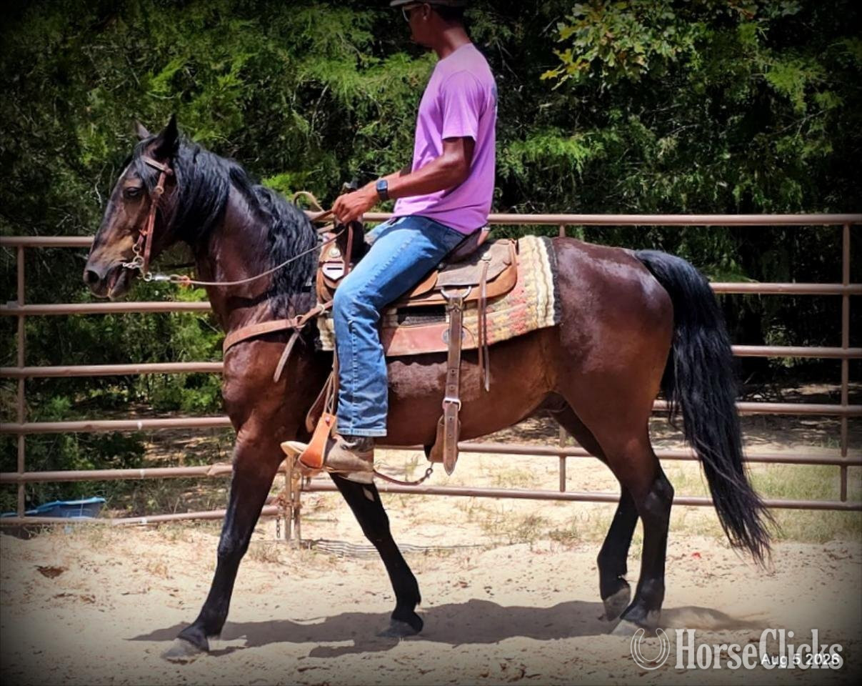 "Raven" Black Gelding Friesian - Friesian in Texas