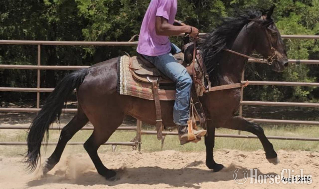 "Raven" Black Gelding Friesian - Friesian