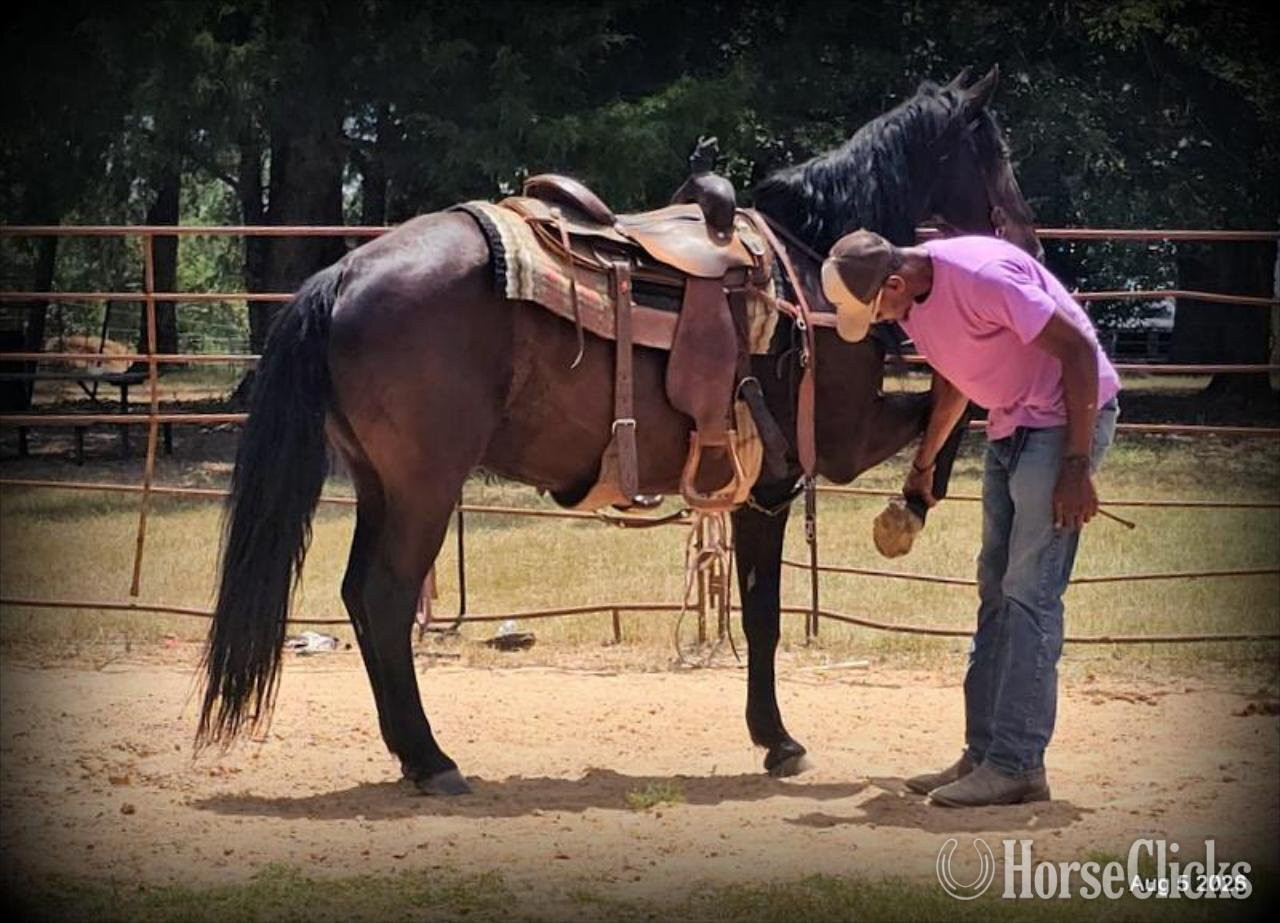 "Raven" Black Gelding Friesian Texas