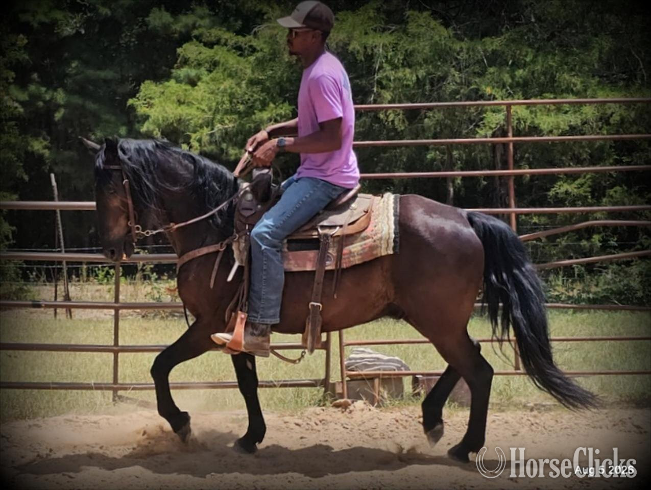 Friesian - "Raven" Black Gelding Friesian in Texas