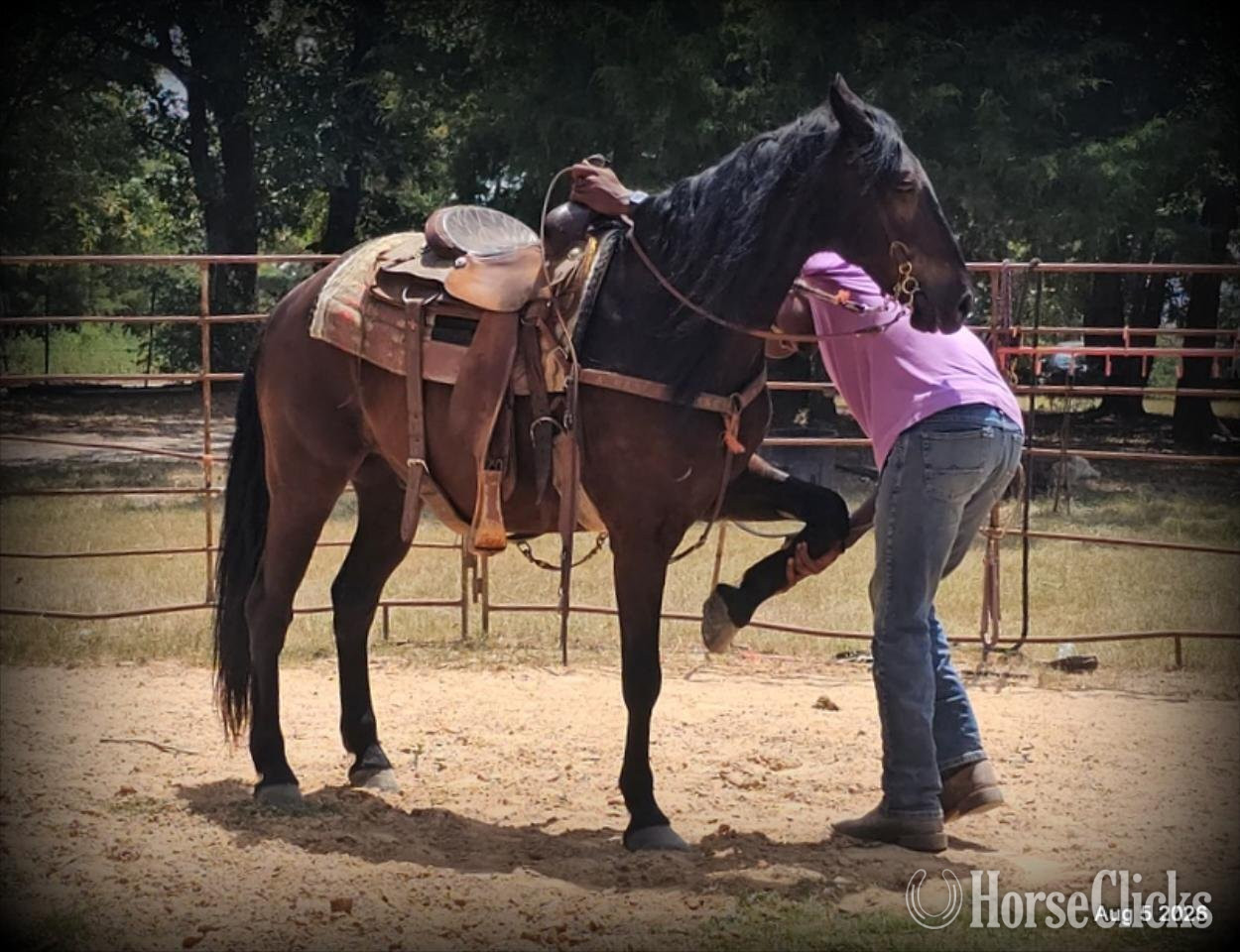 Friesian - "Raven" Black Gelding Friesian