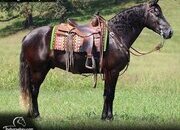 "Jake" Grey Gelding Draft