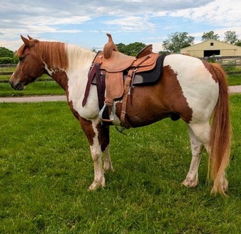 "Peanut" Spotted Gelding Haflinger