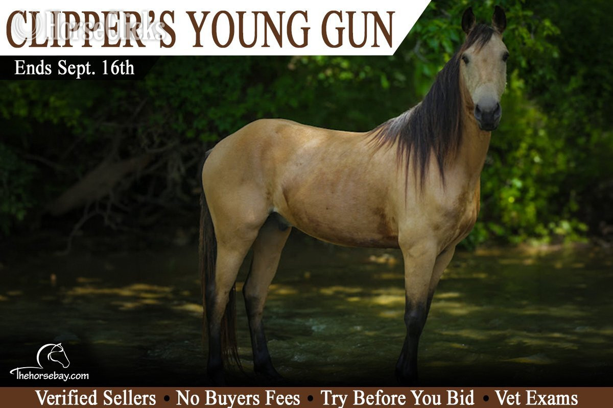 "Clippers Young Gun"  Gelding Mountain Pleasure in Kentucky