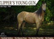 "Clippers Young Gun"  Gelding Mountain Pleasure