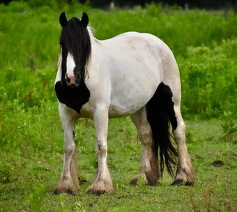 "WBF King to the Gypsy Laorise" Black Mare Gypsy Vanner