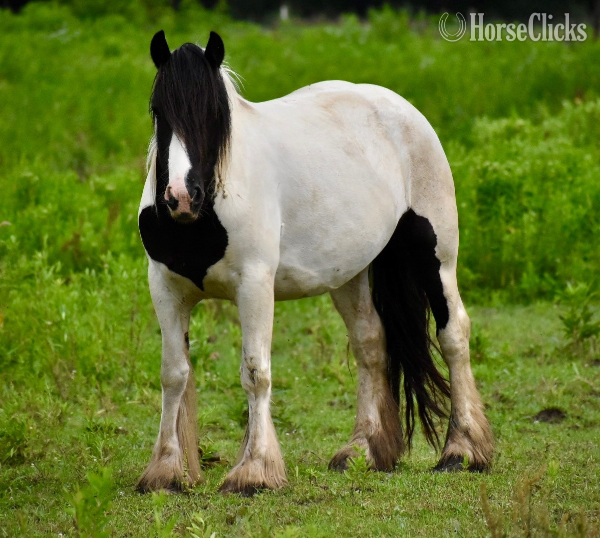 "WBF King to the Gypsy Laorise" Black Mare Gypsy Vanner in Ohio