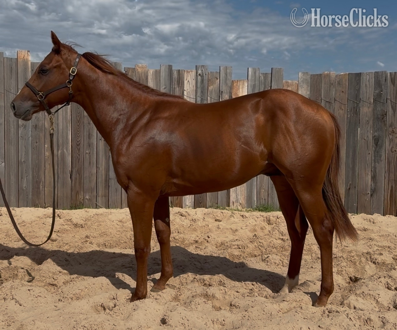 "Topsails Smokin Gun" Sorrel Colt Quarter Horse in Oklahoma