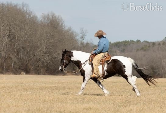 "Vegas" Black Gelding Paint in Alabama
