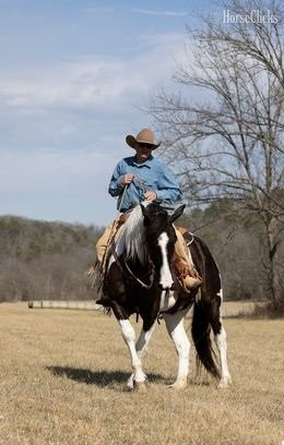 "Vegas" Black Gelding Paint