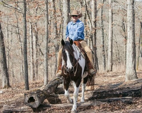 Alabama "Vegas" Black Gelding Paint