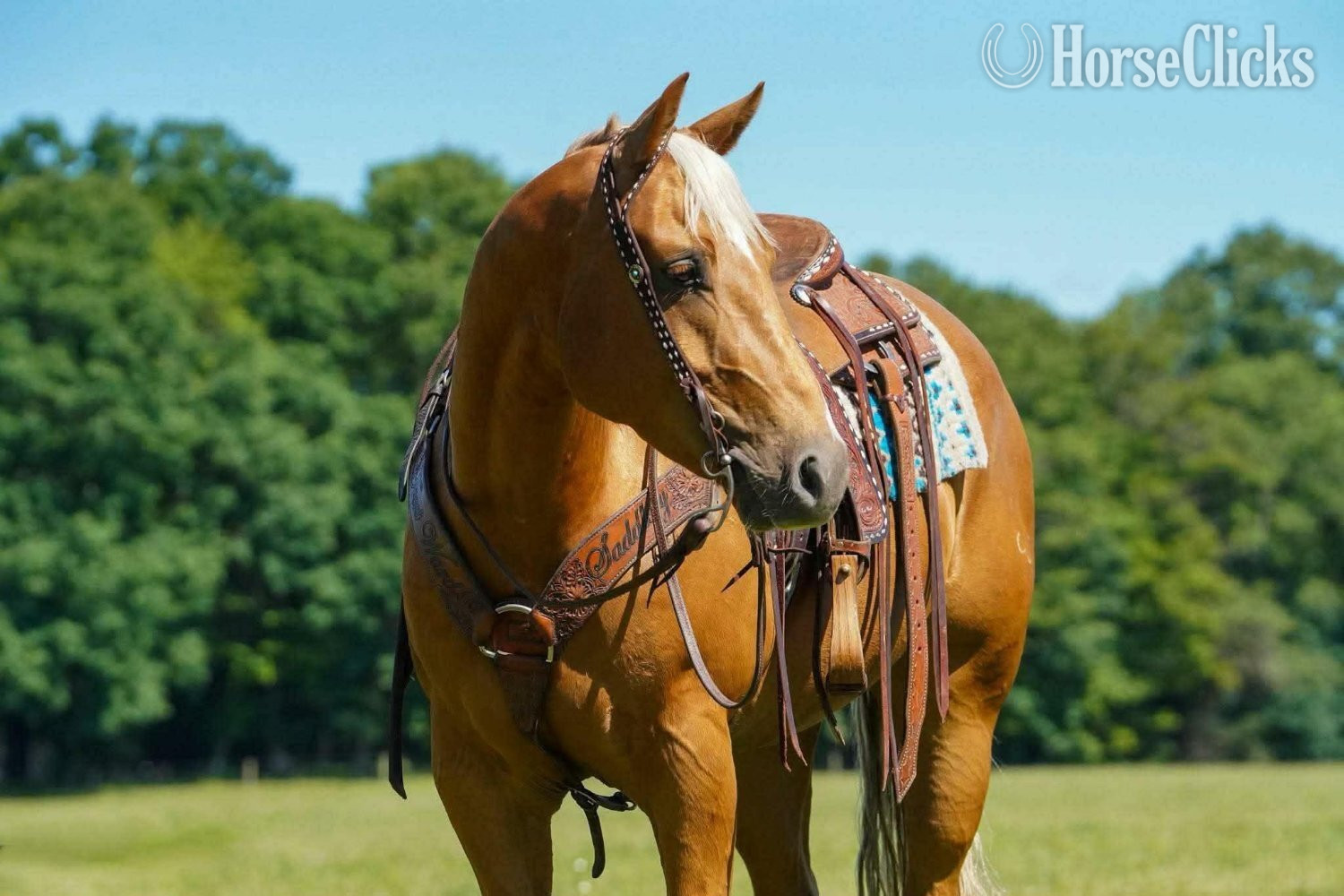 Pennsylvania "Dorito " Palomino Gelding Quarter Horse
