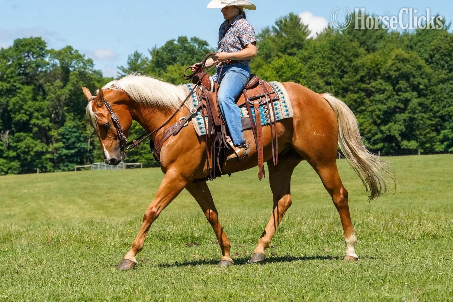 "Dorito " Palomino Gelding Quarter Horse - Quarter Horse