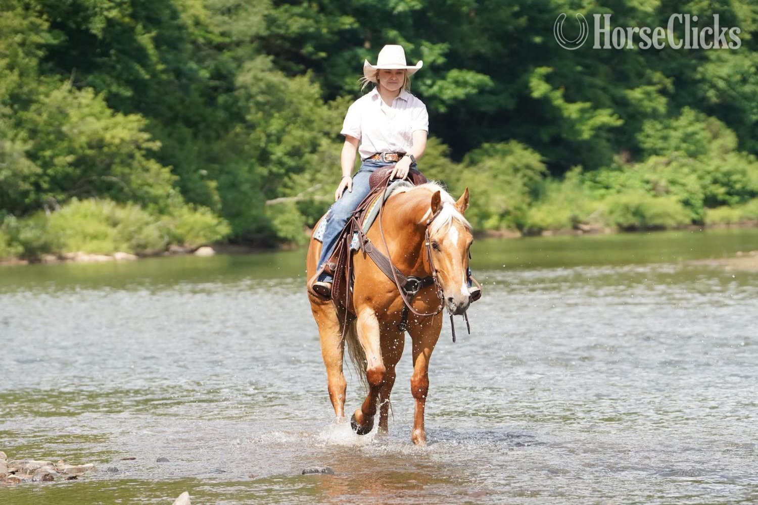Quarter Horse - "Dorito " Palomino Gelding Quarter Horse in Pennsylvania