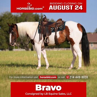"Bravo" Pinto Gelding Paint