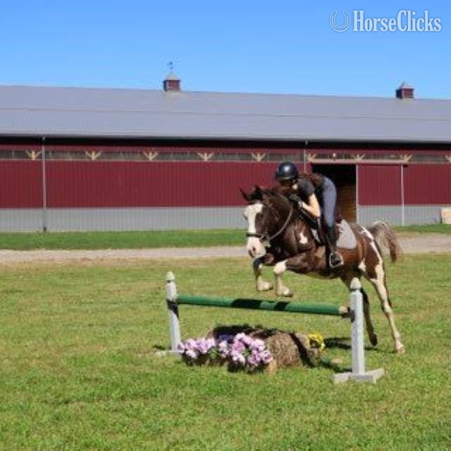 "PAINT BY DESIGN "BOB""  Gelding Paint