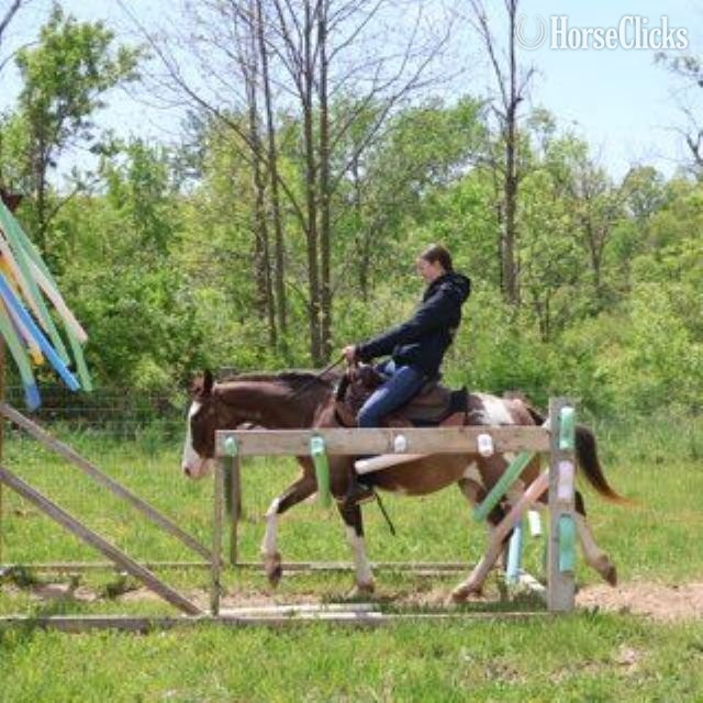 "PAINT BY DESIGN "BOB""  Gelding Paint - Paint in Michigan