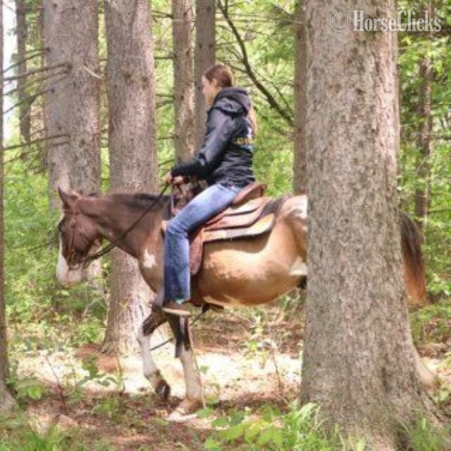 "PAINT BY DESIGN "BOB""  Gelding Paint - Paint
