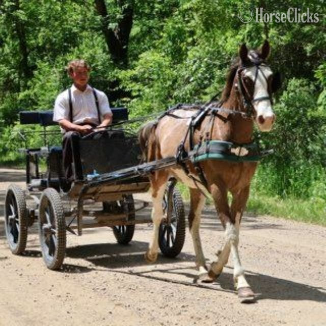 Paint - "PAINT BY DESIGN "BOB""  Gelding Paint in Michigan