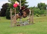 "PAINT BY DESIGN "BOB""  Gelding Paint