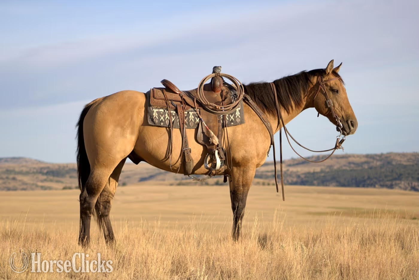 "Dutch" Dun Gelding Quarter Horse in Wyoming