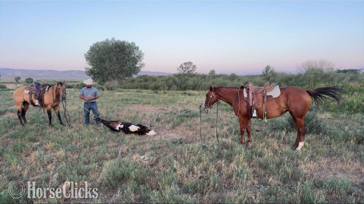 "Dutch" Dun Gelding Quarter Horse