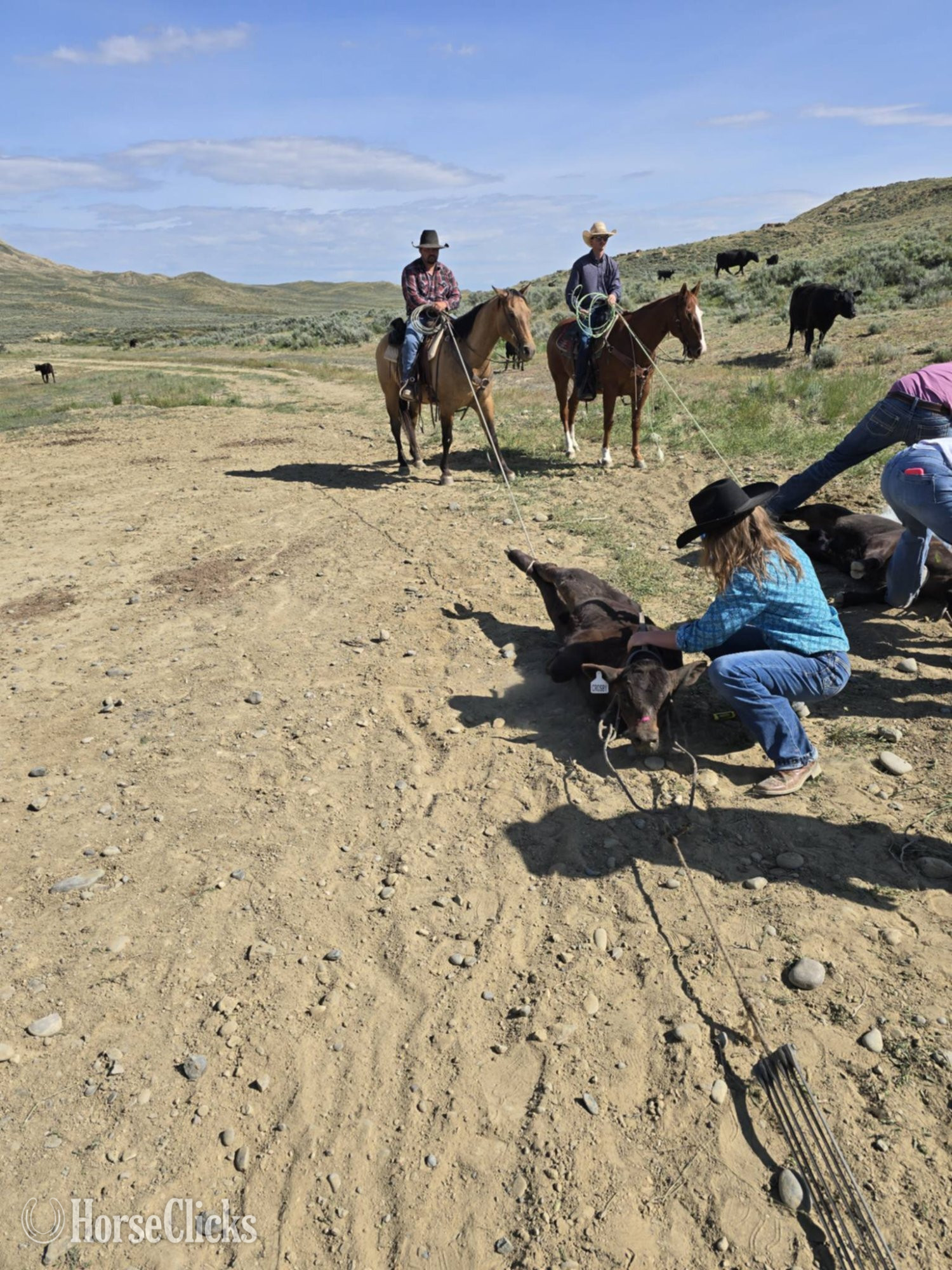 Wyoming "Dutch" Dun Gelding Quarter Horse