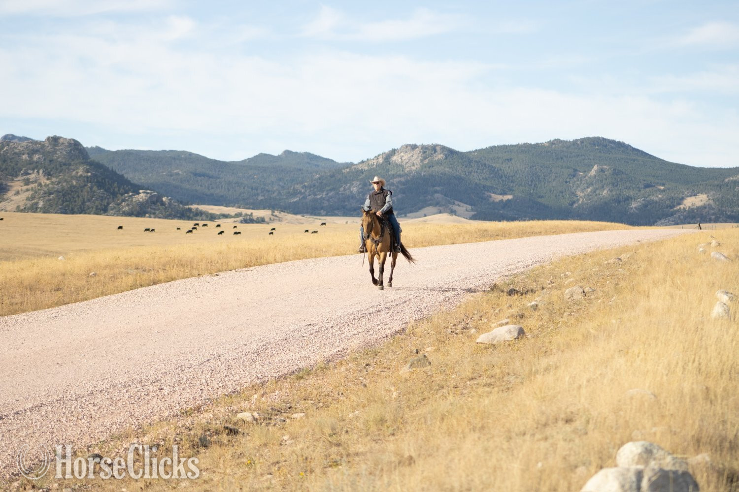 "Dutch" Dun Gelding Quarter Horse - Quarter Horse in Wyoming