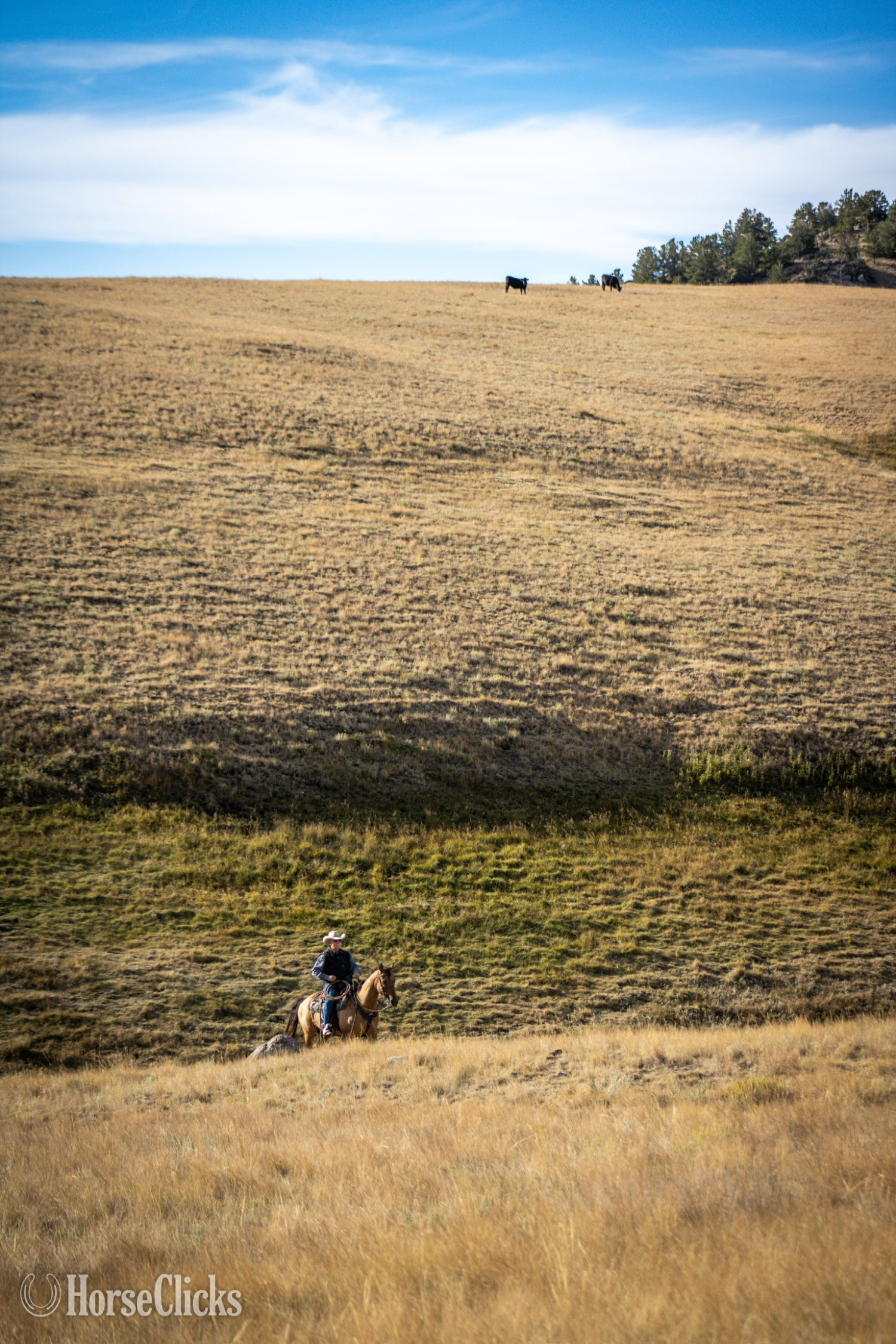 "Dutch" Dun Gelding Quarter Horse - Quarter Horse