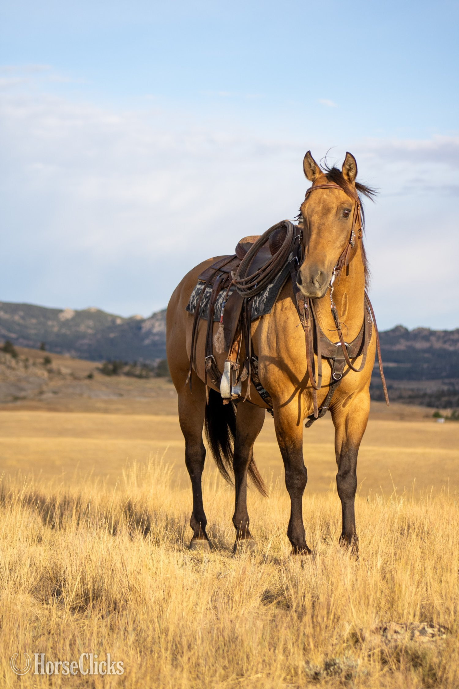 Quarter Horse - "Dutch" Dun Gelding Quarter Horse