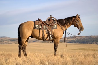 "Dutch" Dun Gelding Quarter Horse