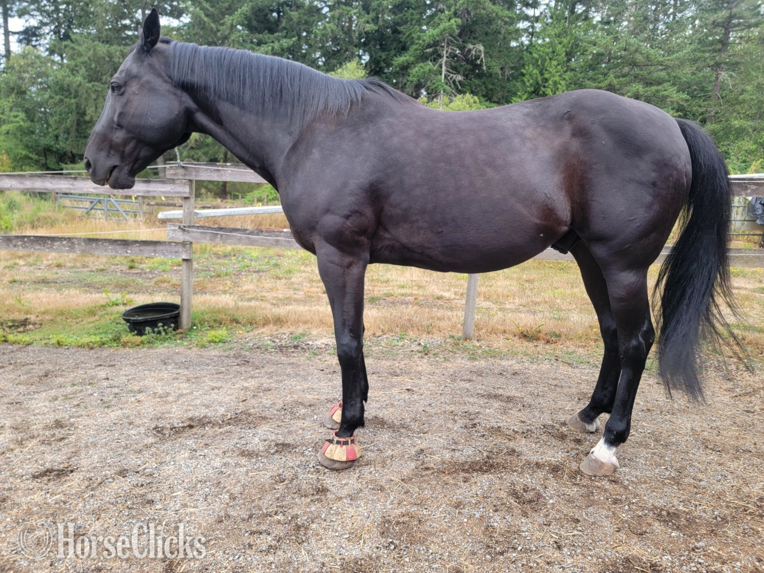 "ItsSpiceyNILikeIt (Spicy)" Brown Gelding Standardbred in British Columbia