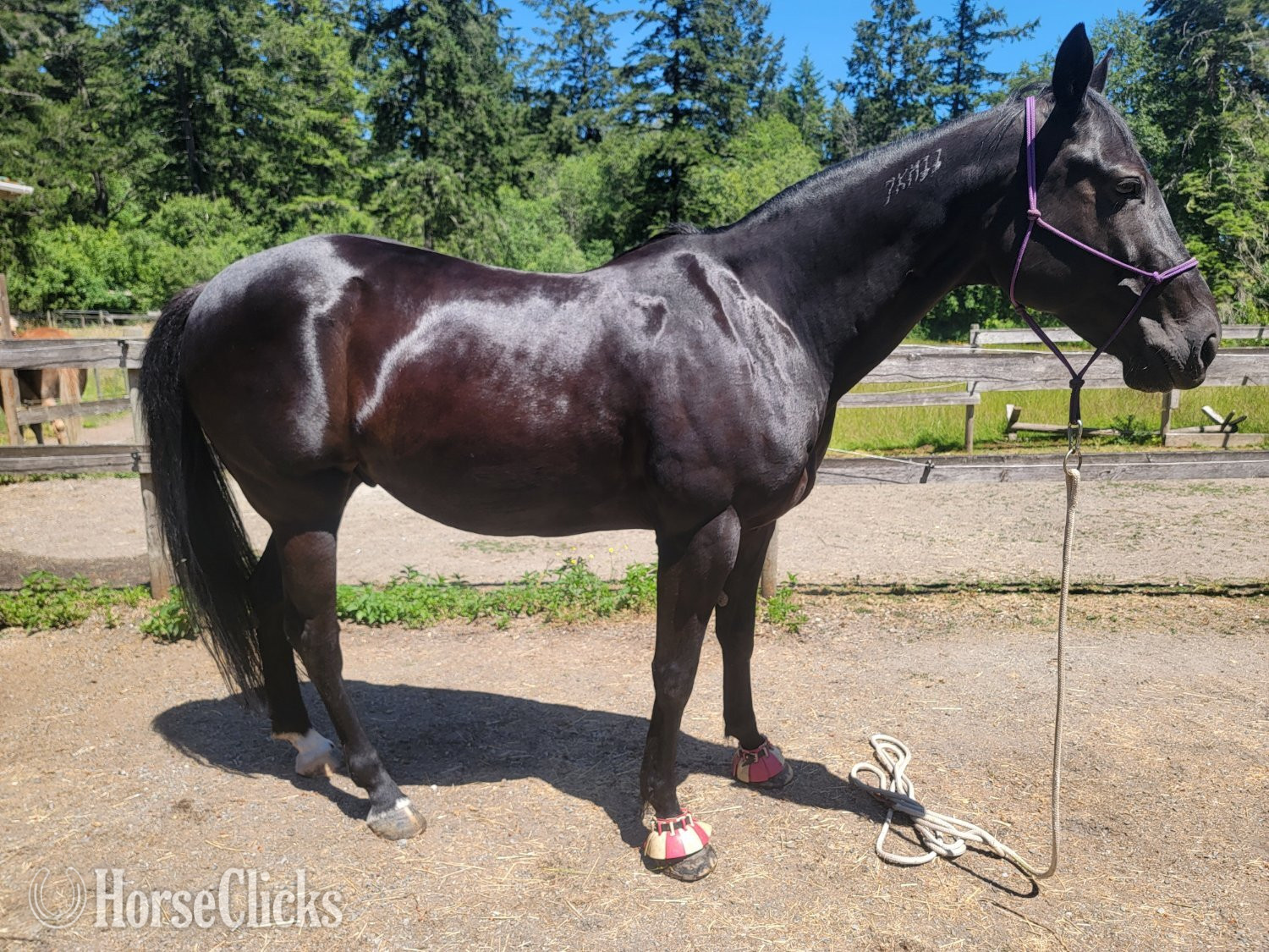 "ItsSpiceyNILikeIt (Spicy)" Brown Gelding Standardbred