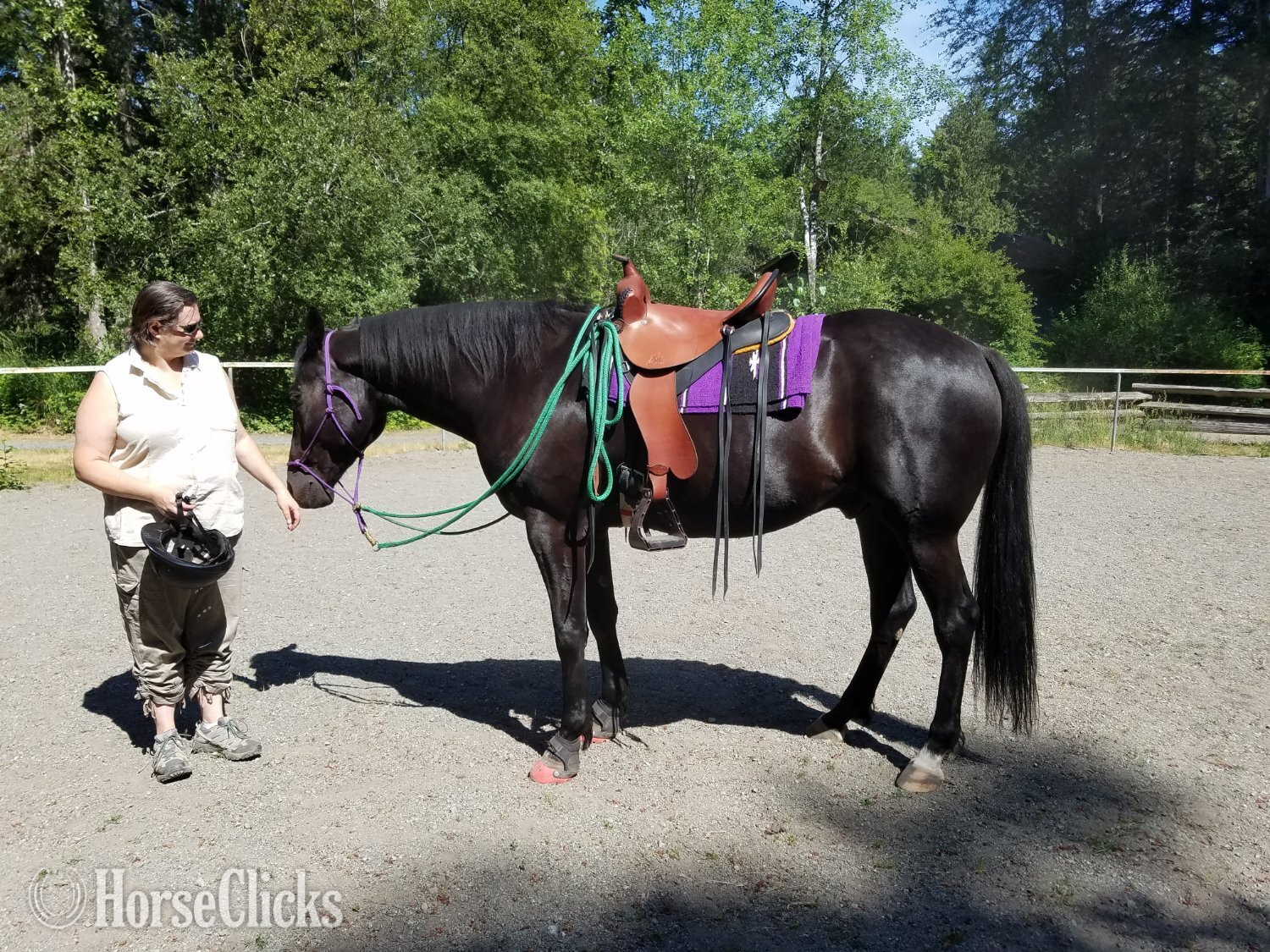 British Columbia "ItsSpiceyNILikeIt (Spicy)" Brown Gelding Standardbred