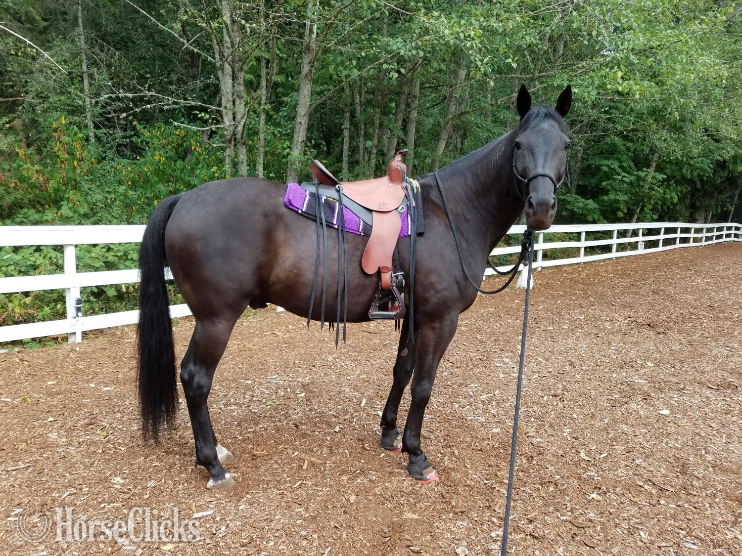 "ItsSpiceyNILikeIt (Spicy)" Brown Gelding Standardbred - Standardbred in British Columbia