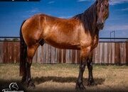 "Fox" Bay Gelding Friesian