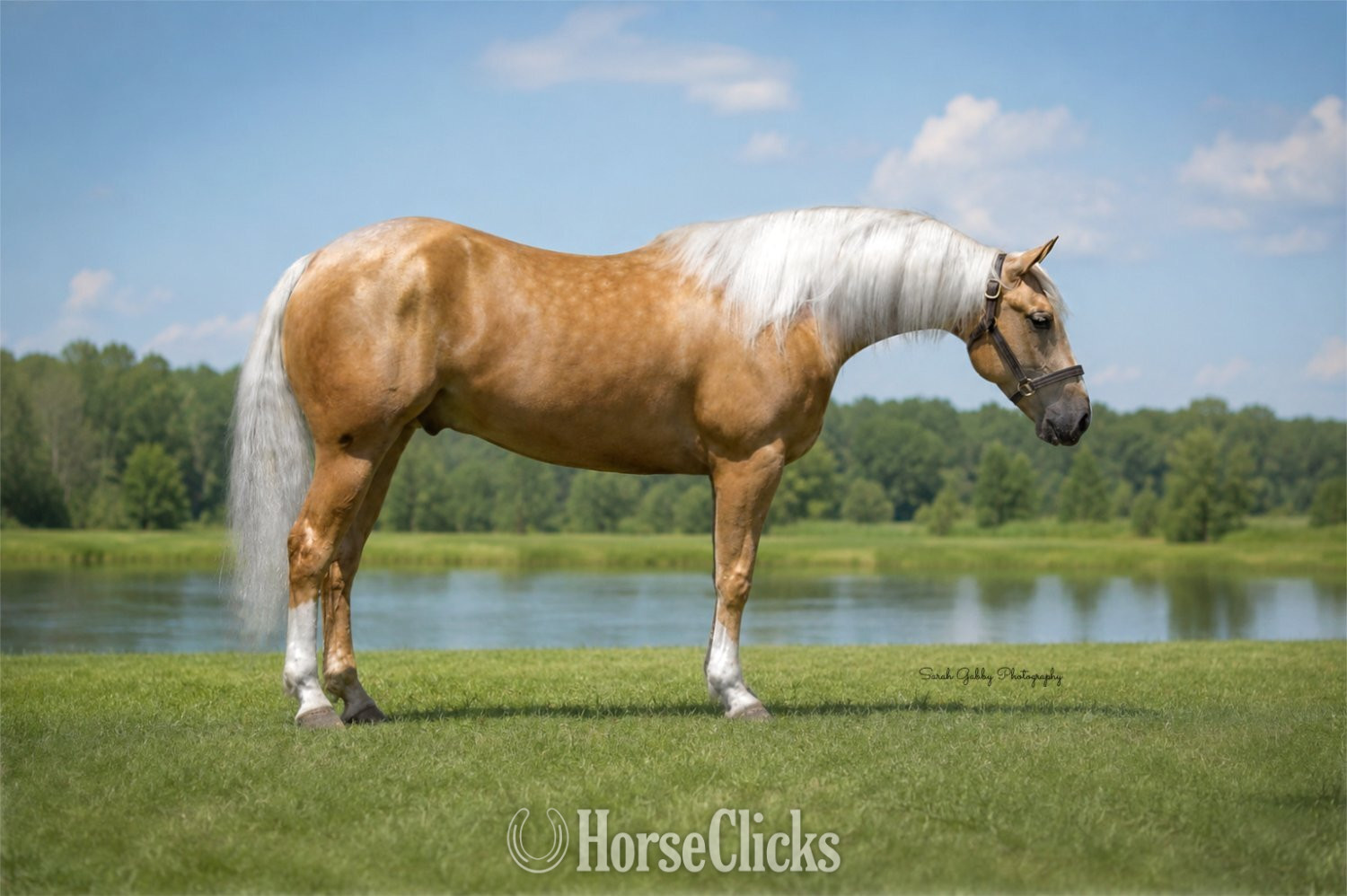 "Boon" Palomino Gelding Quarter Horse