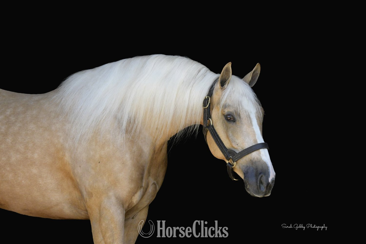Iowa "Boon" Palomino Gelding Quarter Horse