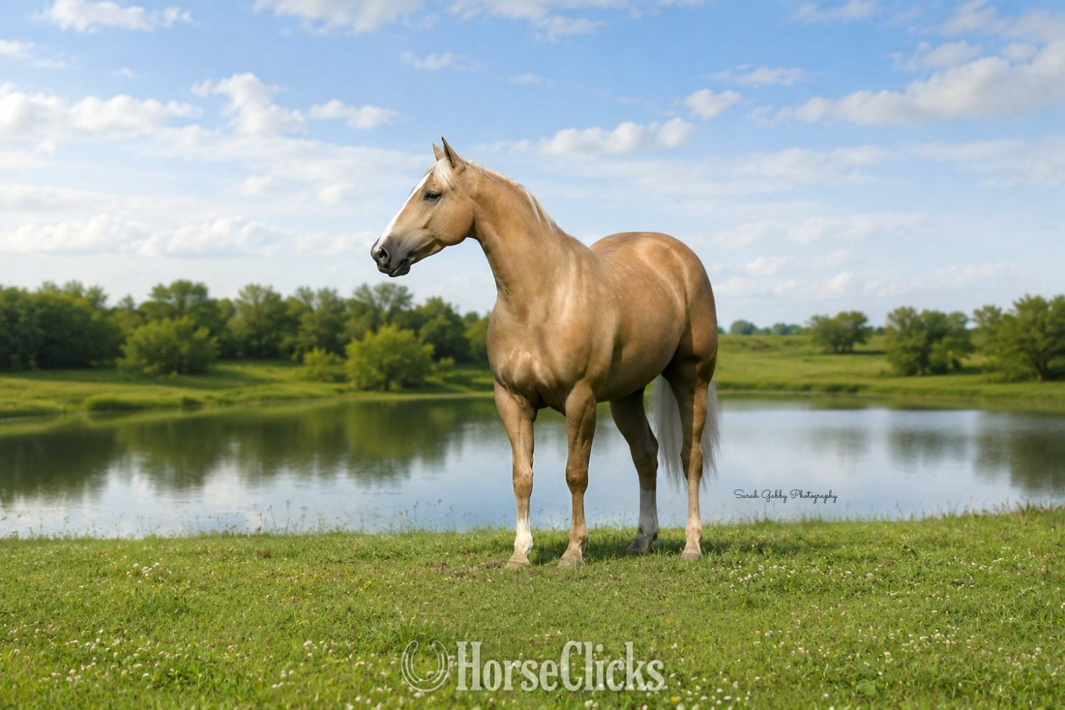 "Boon" Palomino Gelding Quarter Horse - Quarter Horse in Iowa