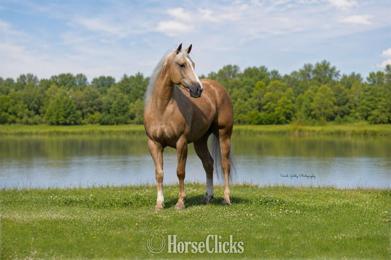"Boon" Palomino Gelding Quarter Horse Iowa