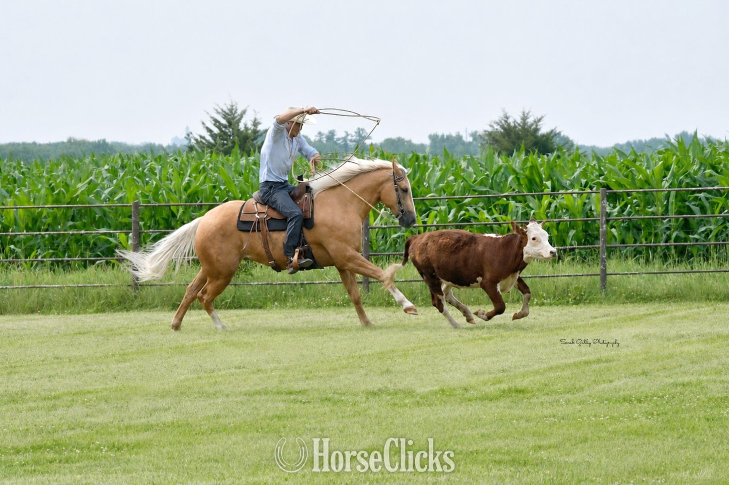 Quarter Horse - "Boon" Palomino Gelding Quarter Horse