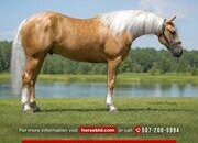 "Boon" Palomino Gelding Quarter Horse