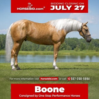 "Boon" Palomino Gelding Quarter Horse